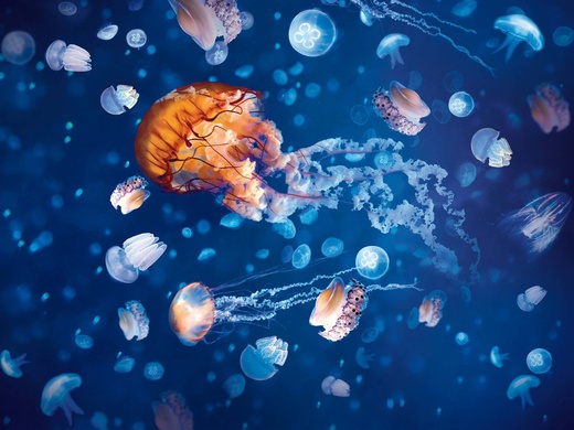 SEA LIFE & LEGOLAND Discovery Centre Birmingham & Warwick Castle & Cadbury world-